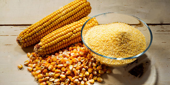 Corn-Maize-in-Sri-Lanka