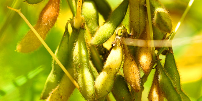 Crops