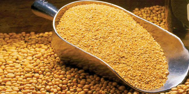 Soya-Meal